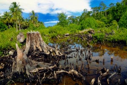 Hutan Indonesia Bukan Mesin Penghasil Uang