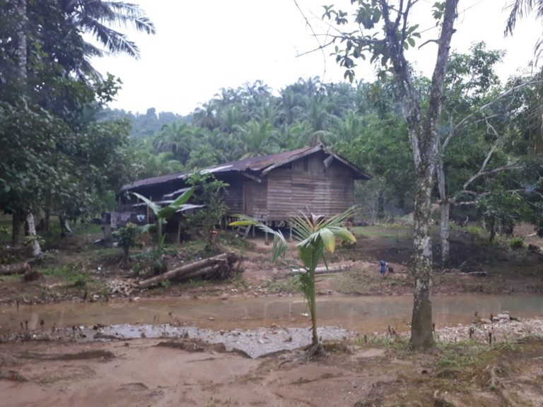 Perkebunan Kelapa Sawit Ilegal ditemukan di Tamiang Hulu