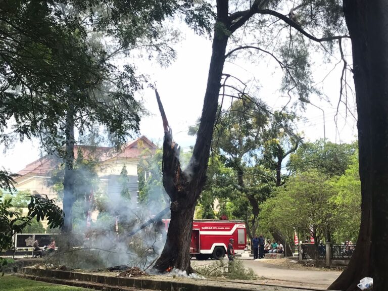 Akibat Buang Puntung Rokok Sembarangan, Pohon Besar Lapangan Tugu Terbakar