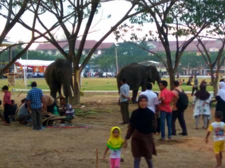 Gajah di Lapangan UIN Ar-Raniry Jadi Tontonan Warga